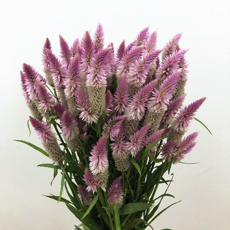 家庭插花花艺点缀花卉粉色凤