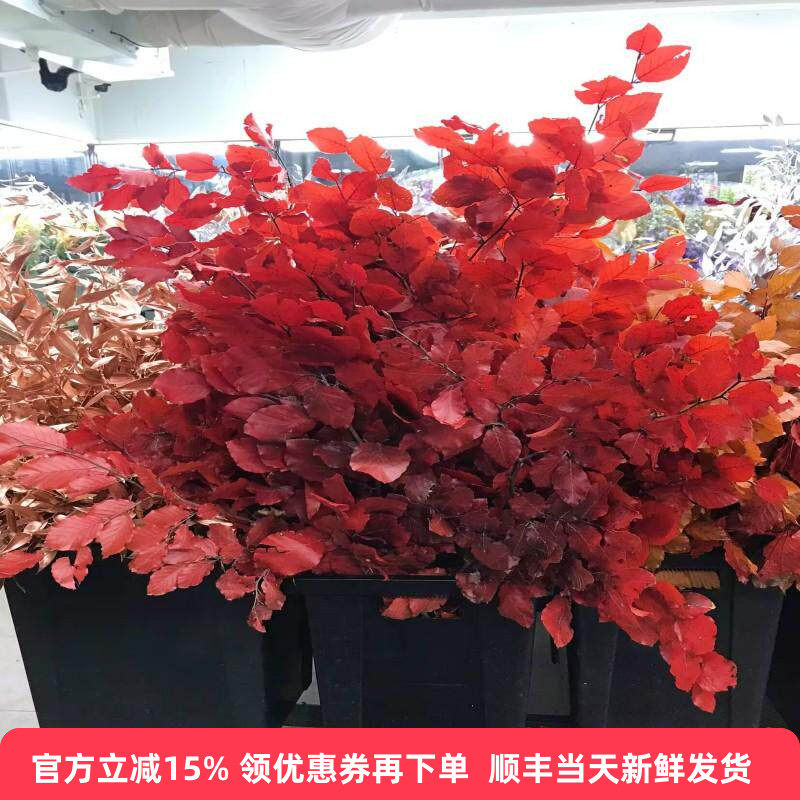 进口山毛榉叶永生花同城鲜花速递