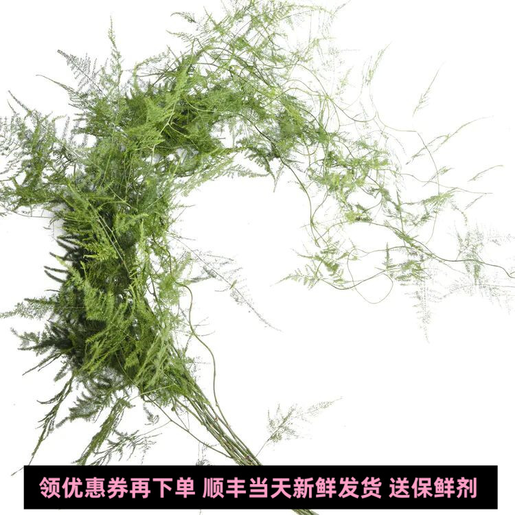 文竹鲜切文竹叶一扎花艺同城速递
