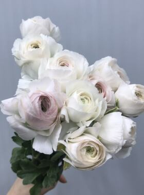 高端日本洋牡丹鲜花外白内粉小清新层叠重瓣花期长瓶插花同城速递