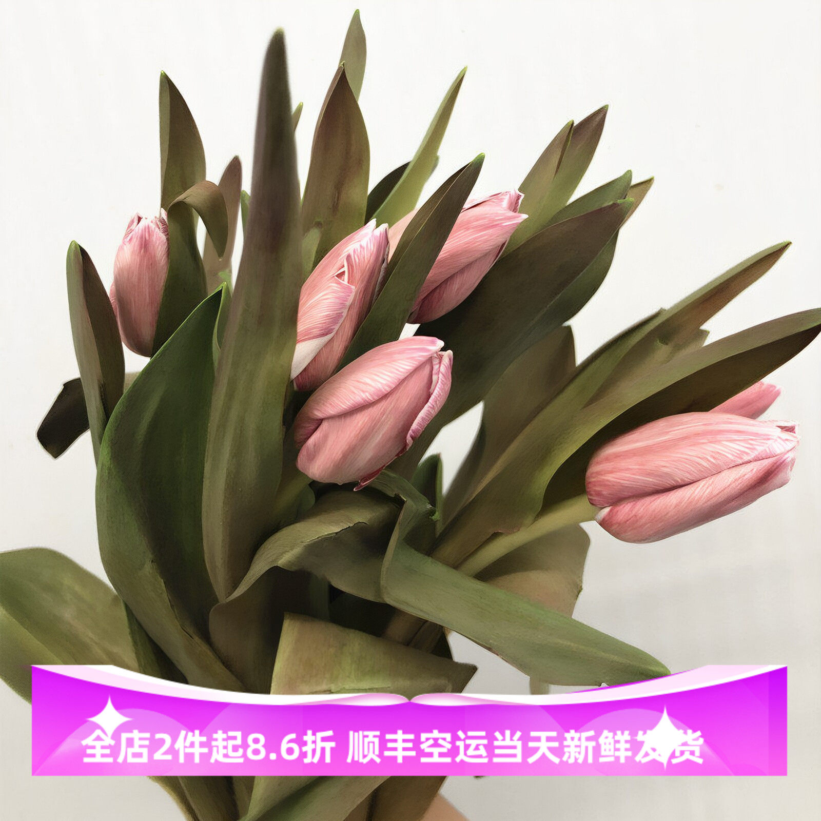 进口郁金香渐变染色卡布奇诺色