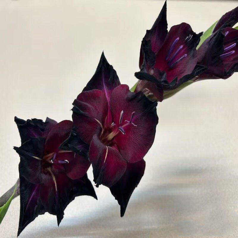 黑色剑兰花黑海鲜花同城速递