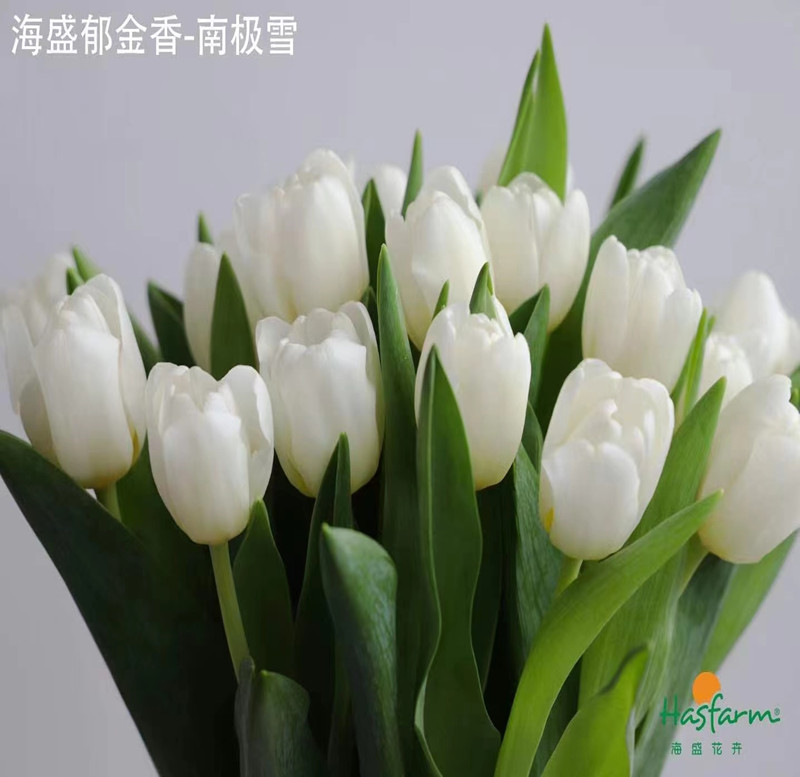 国产郁金香鲜花精品海盛品牌花卉水培家庭花艺瓶插花北京同城速递