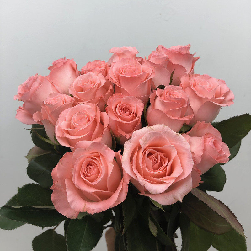 戴安娜玫瑰花小清新送女朋友情人节生日爱情礼物北京同城鲜花速递