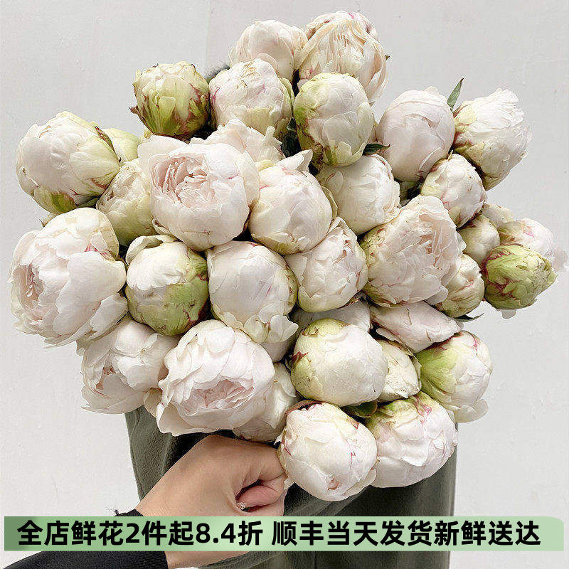 大芍药鲜花红色魅力白奶油碗
