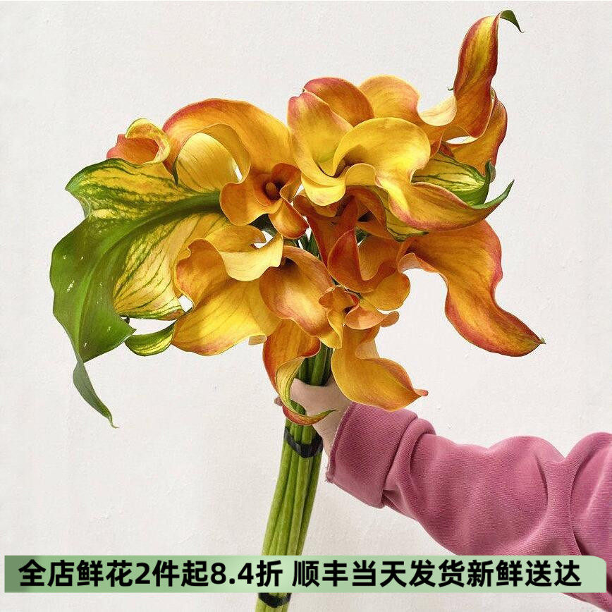 丽江马蹄莲水培花束同城速递鲜花