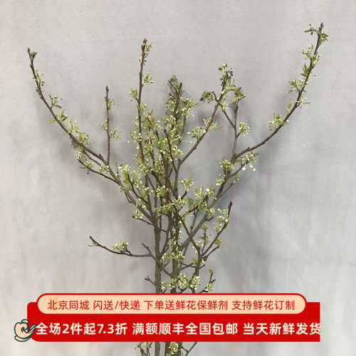 春季时节观赏梨花木本切枝水养