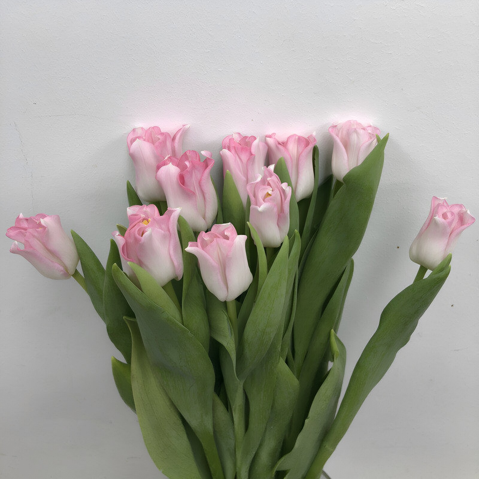 粉风铃贝尔郁金香鲜花高雅花艺