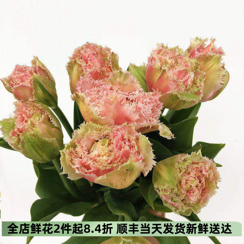 粉毛边郁金香胖花头粉少女心爱情
