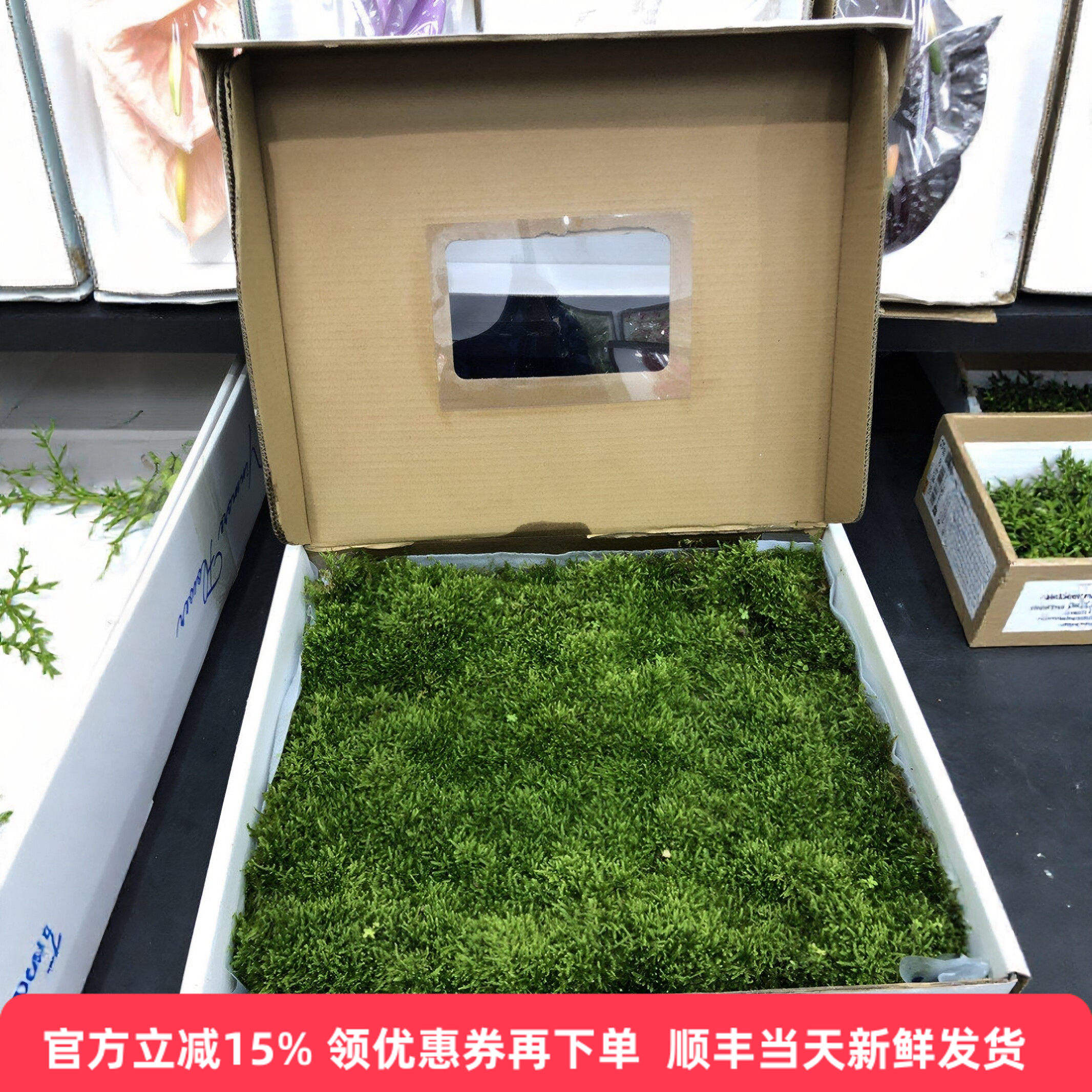新鲜苔藓整块草皮园艺同城速递