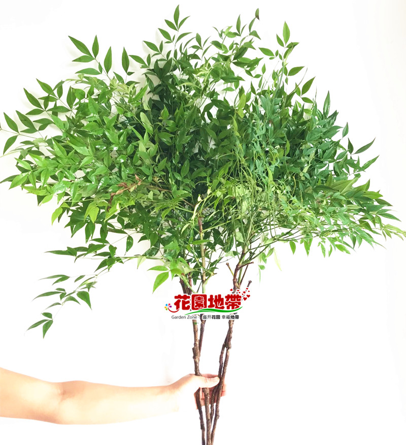 一抹绿清新伞状叶南天竹3枝家