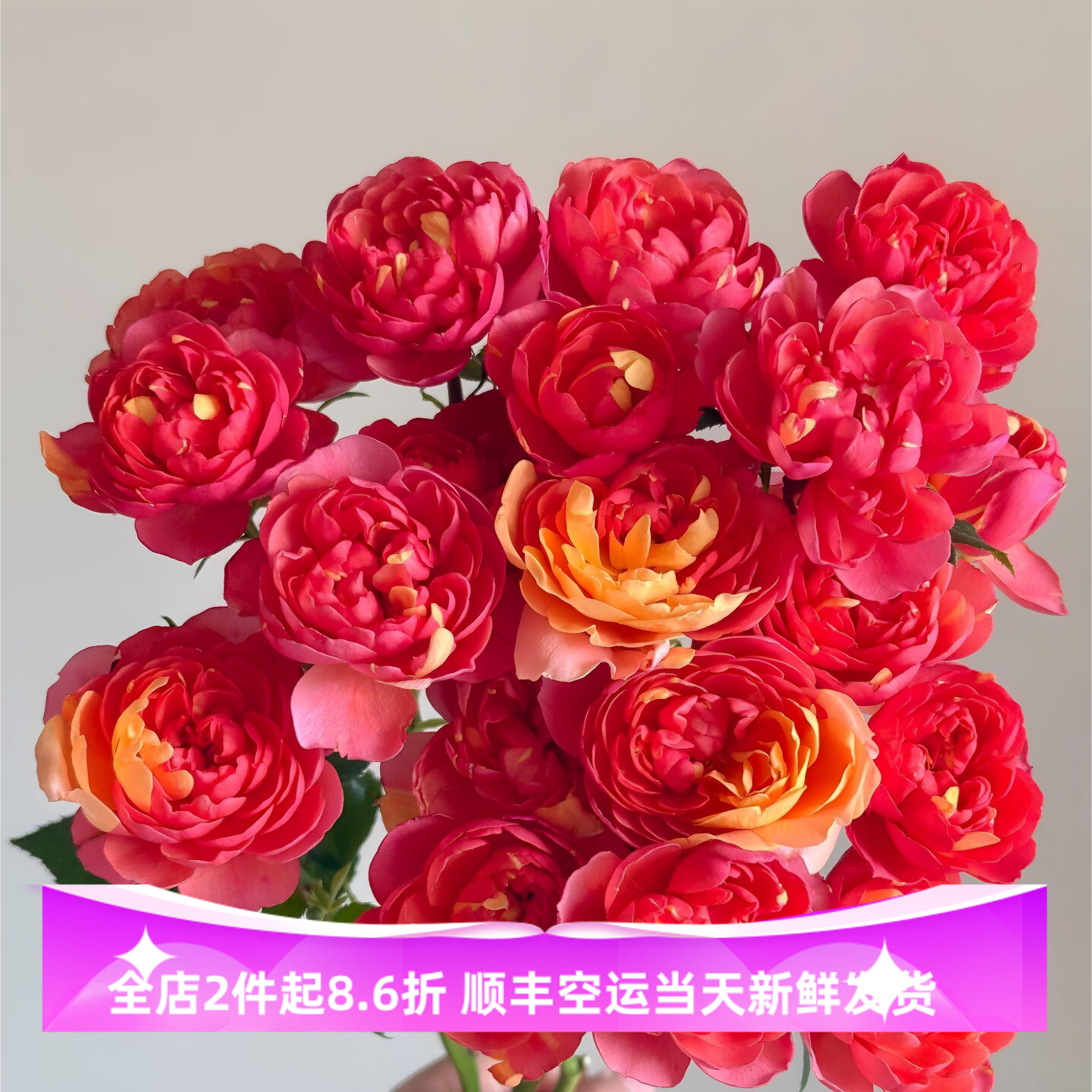 果汁飞溅小玫瑰鲜切花束北京同城