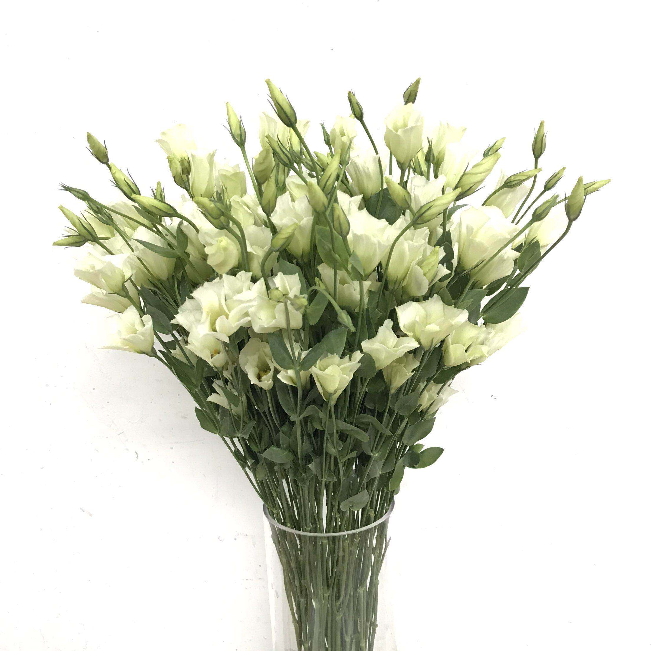 茉莉洋桔梗鲜花水养插花龙胆鲜花