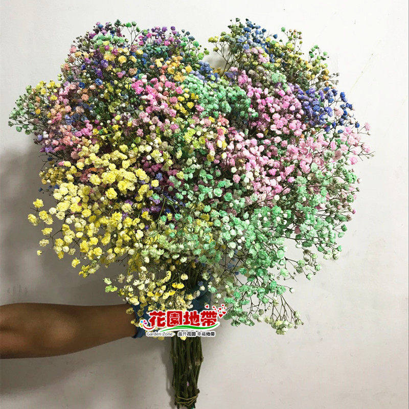 孙悟空进口七彩满天星鲜花速递