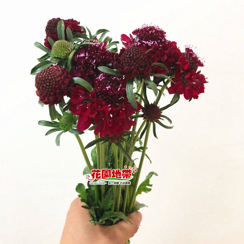 可爱 松虫草 粉色蓝盆花 迷你花卉生活办公室插花 生日同城速递,鲜花速递/花卉仿真/绿植园艺,花材,淘宝优惠券,粉丝福利购,淘宝优惠卷