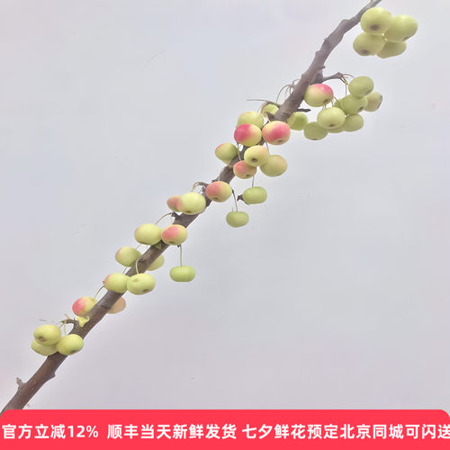 摆件同城速递造型小苹果鲜切枝