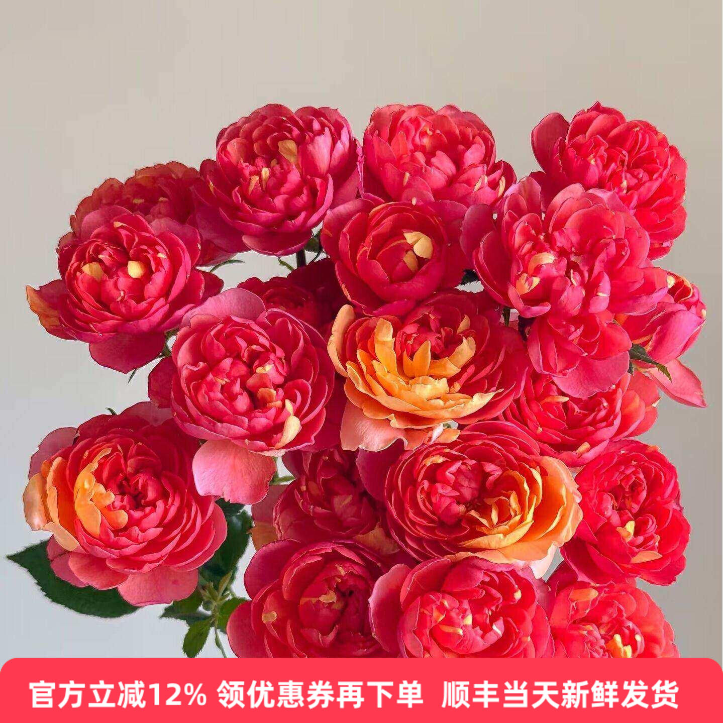 双色多头小玫瑰花果汁飞溅蔷薇花水养瓶插花生日花束北京鲜花同城