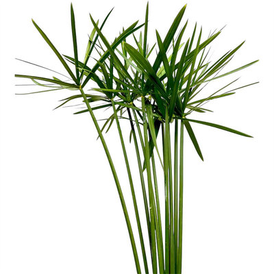 旱伞叶时令绿植鲜切花室内水养