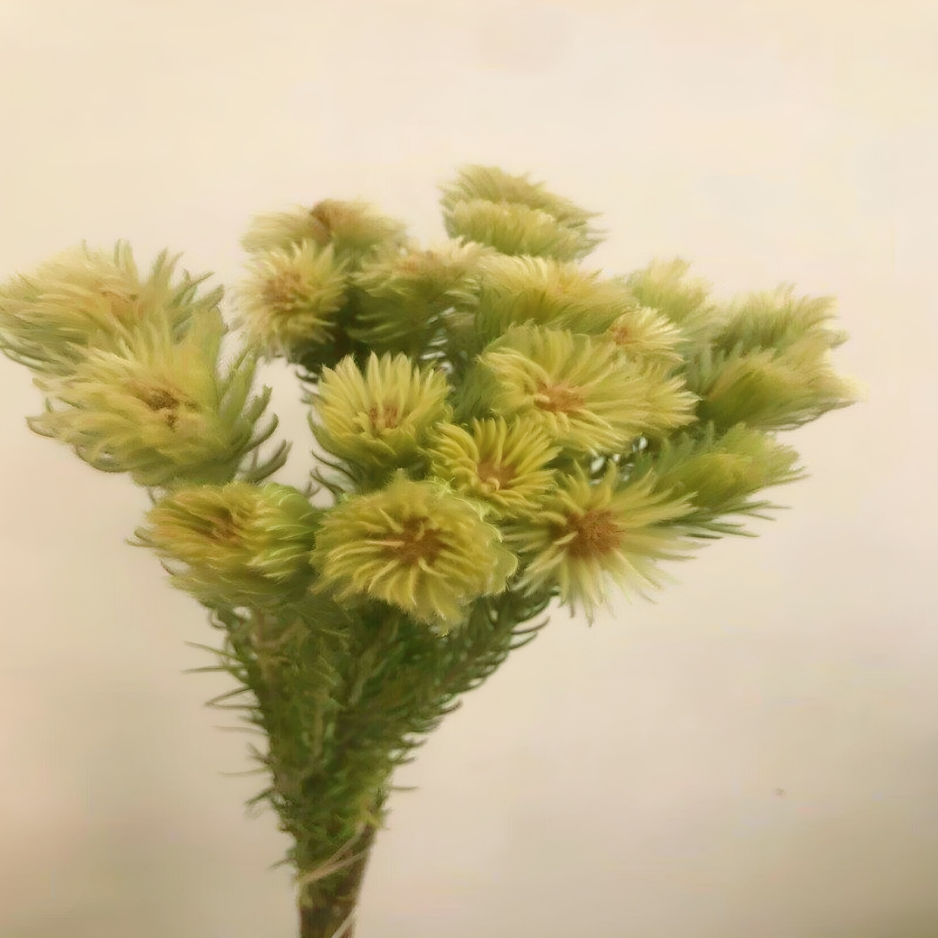 进口金鹅绒毛笔花鲜切枝花期长