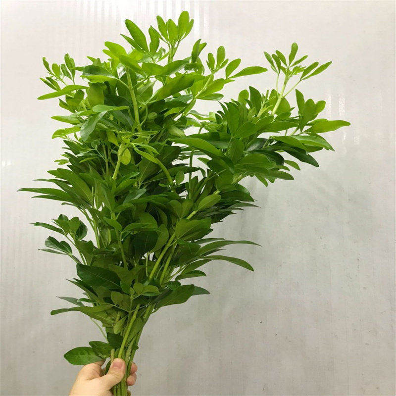进口墨西哥桔叶鲜切枝花期长水培