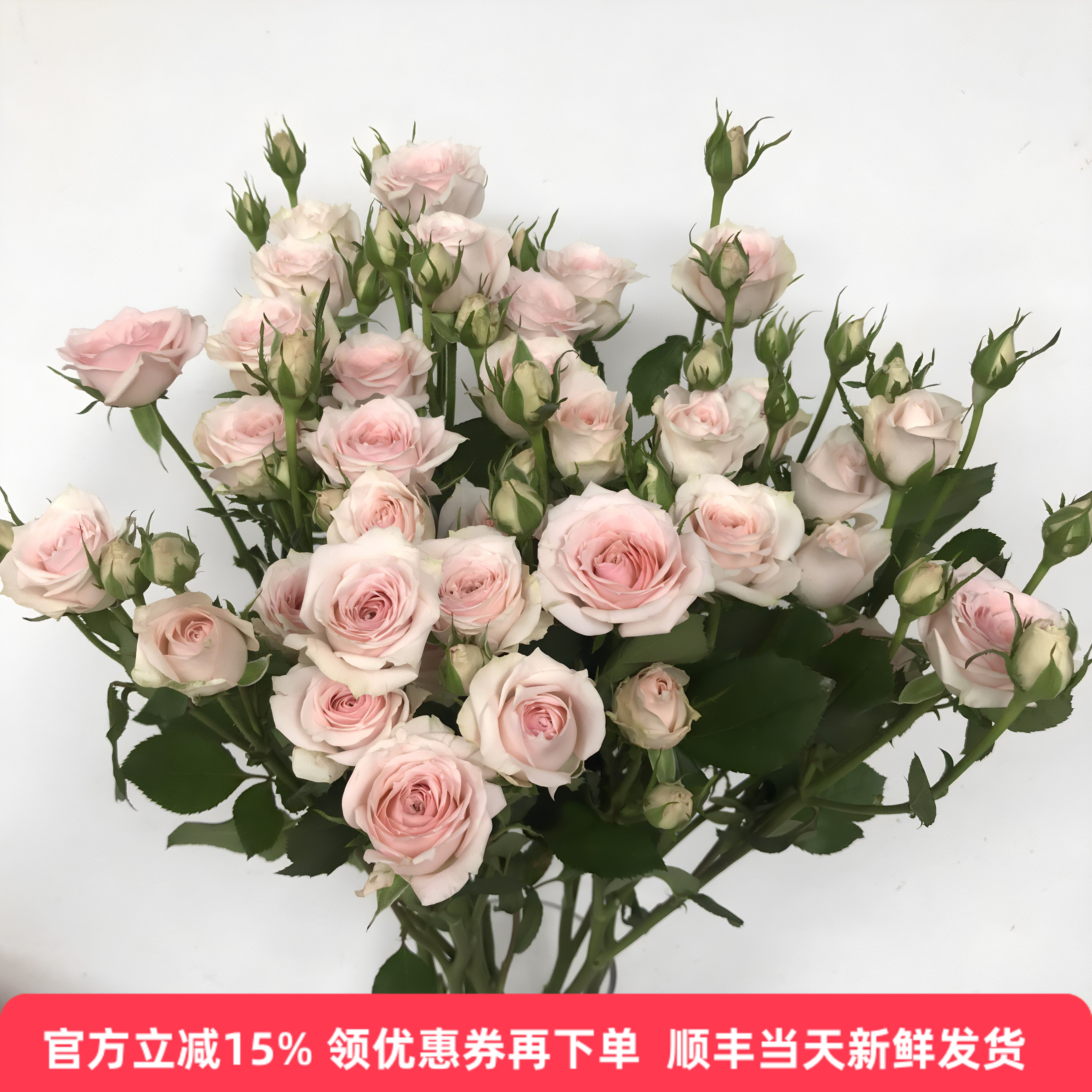 星月宝贝蔷薇水培鲜切花顺丰速递