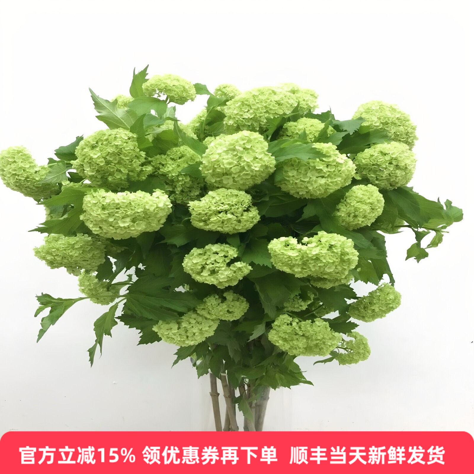 进口木绣球鲜切花北京同城速递