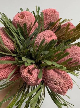 班克木 佛塔 南非进口干 干花永生花 长期插花装饰 散花DIY 鲜花