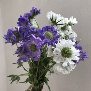 小众鲜花蓝盆花鲜切花水养插花家居装饰生活鲜花同城配送顺丰直达