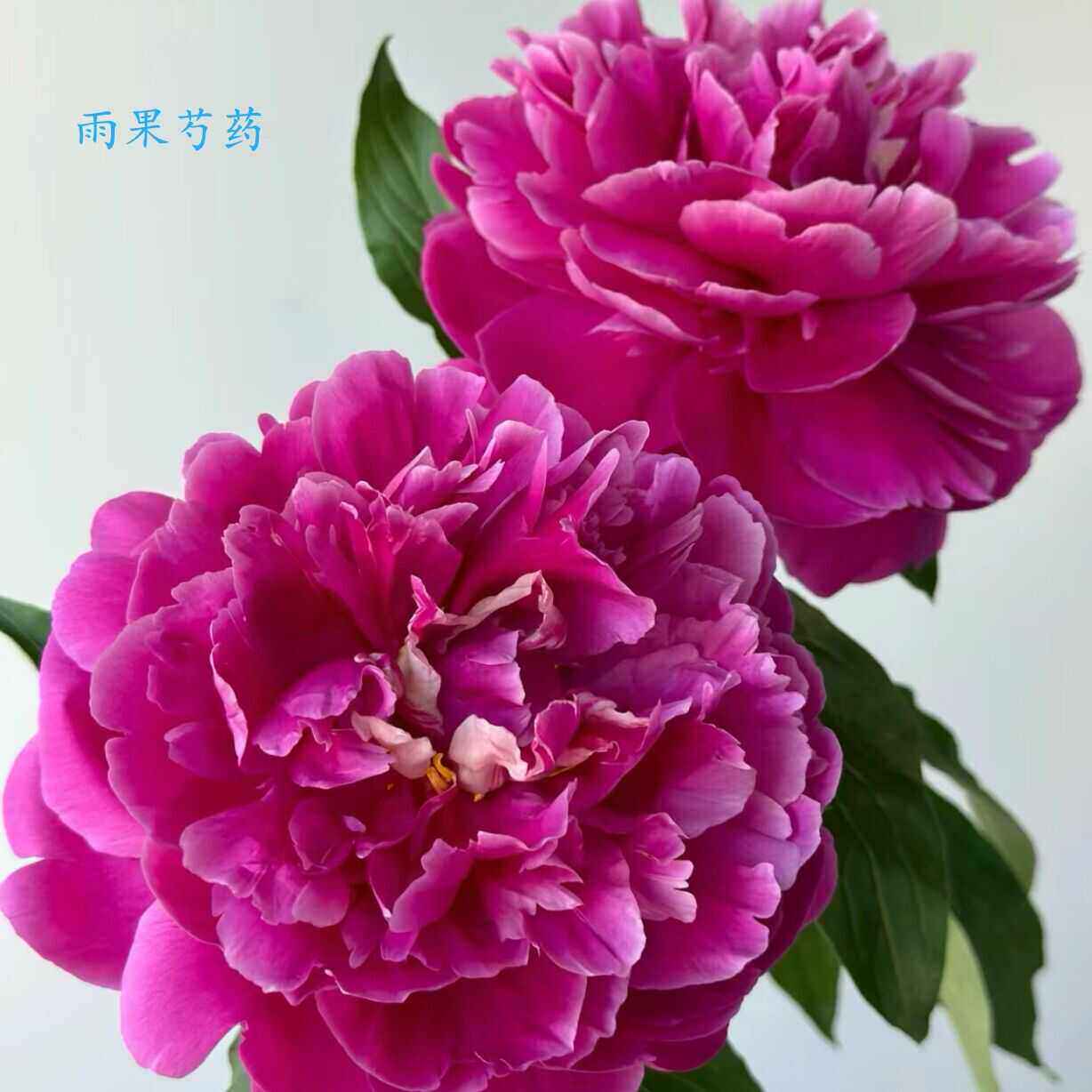 农科院多品北京大头芍药花水培鲜花家用插花生日礼物花束同城速递