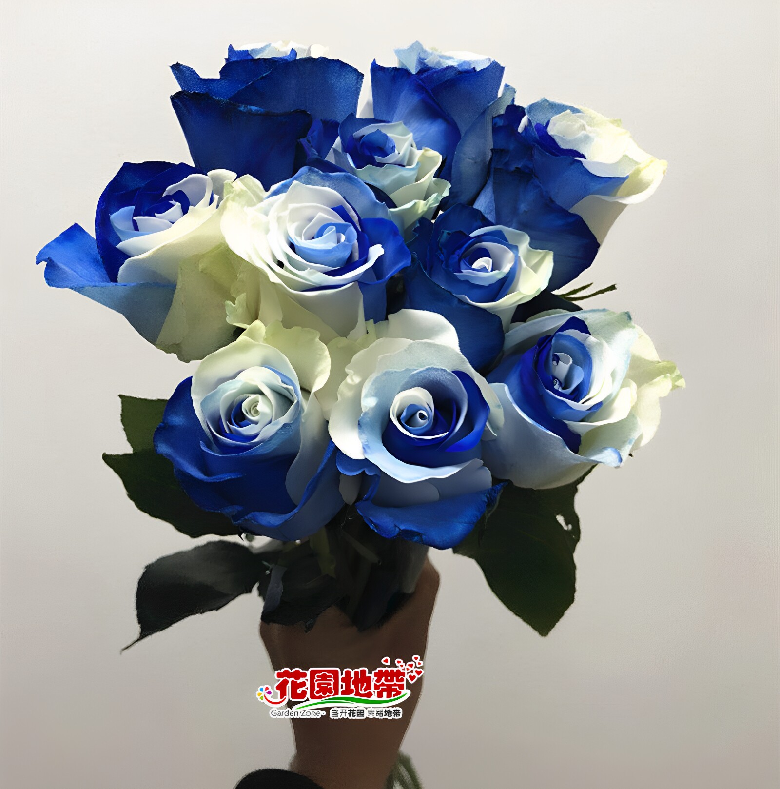 进口天空蓝白大玫瑰花束速递鲜花