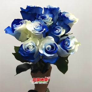 进口天空蓝白大玫瑰花束速递鲜花