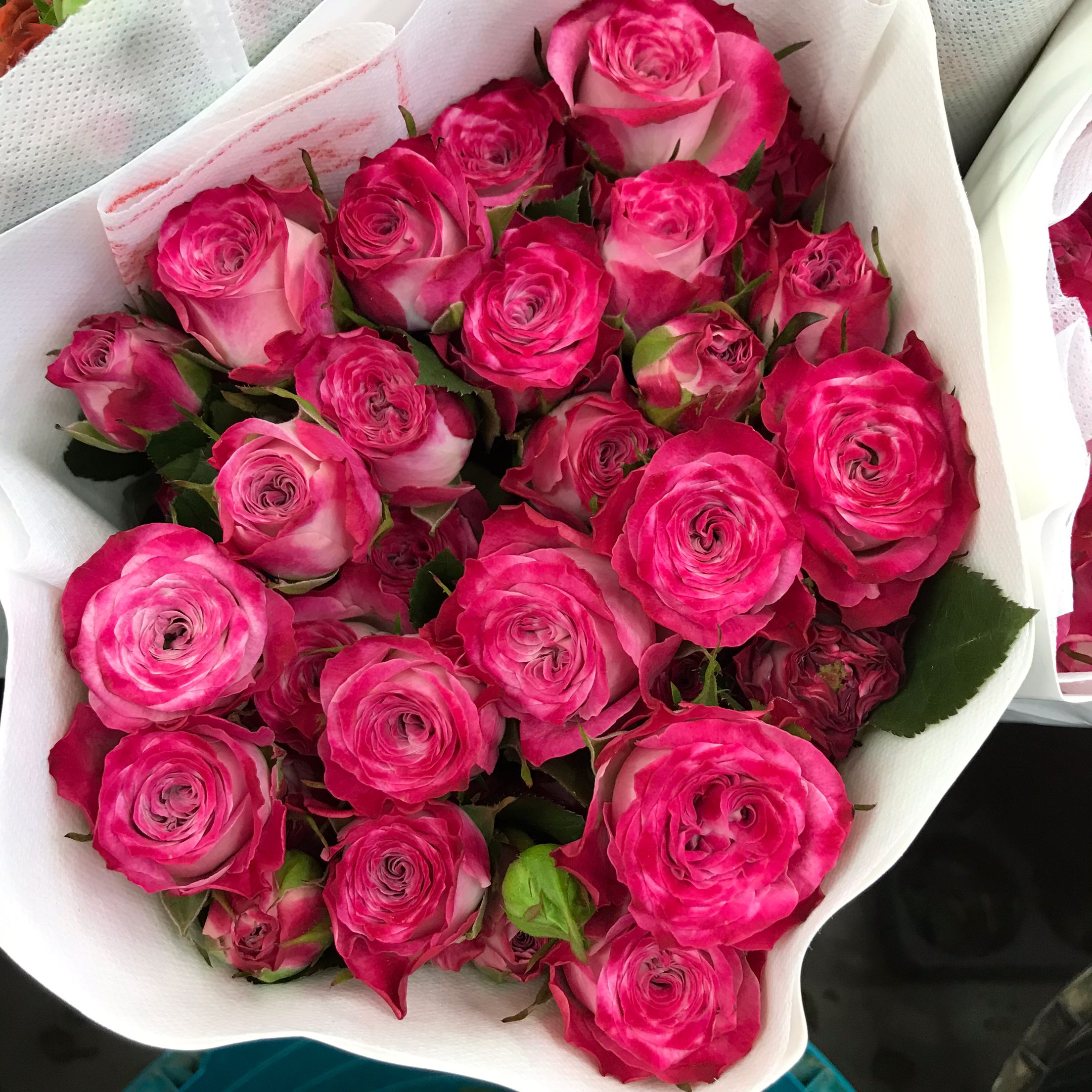 渐变色蔷薇花水培花花公子小玫瑰