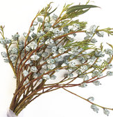 尤加利果鲜切花有香味个性 挂果实瓶插花卉可干花北京同城鲜花速递