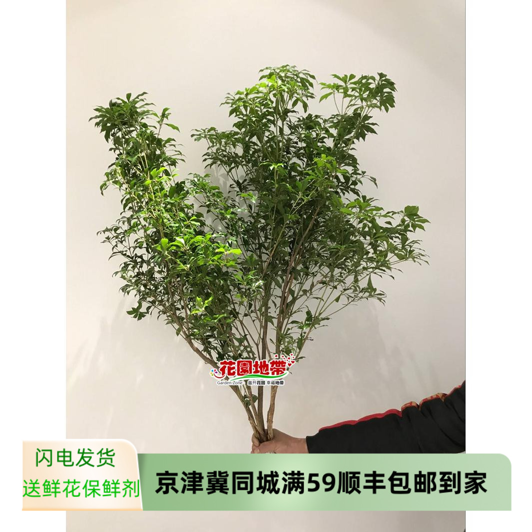 进口日本马醉木鲜切枝水养室内有氧植物森系吊钟鲜花北京同城速递