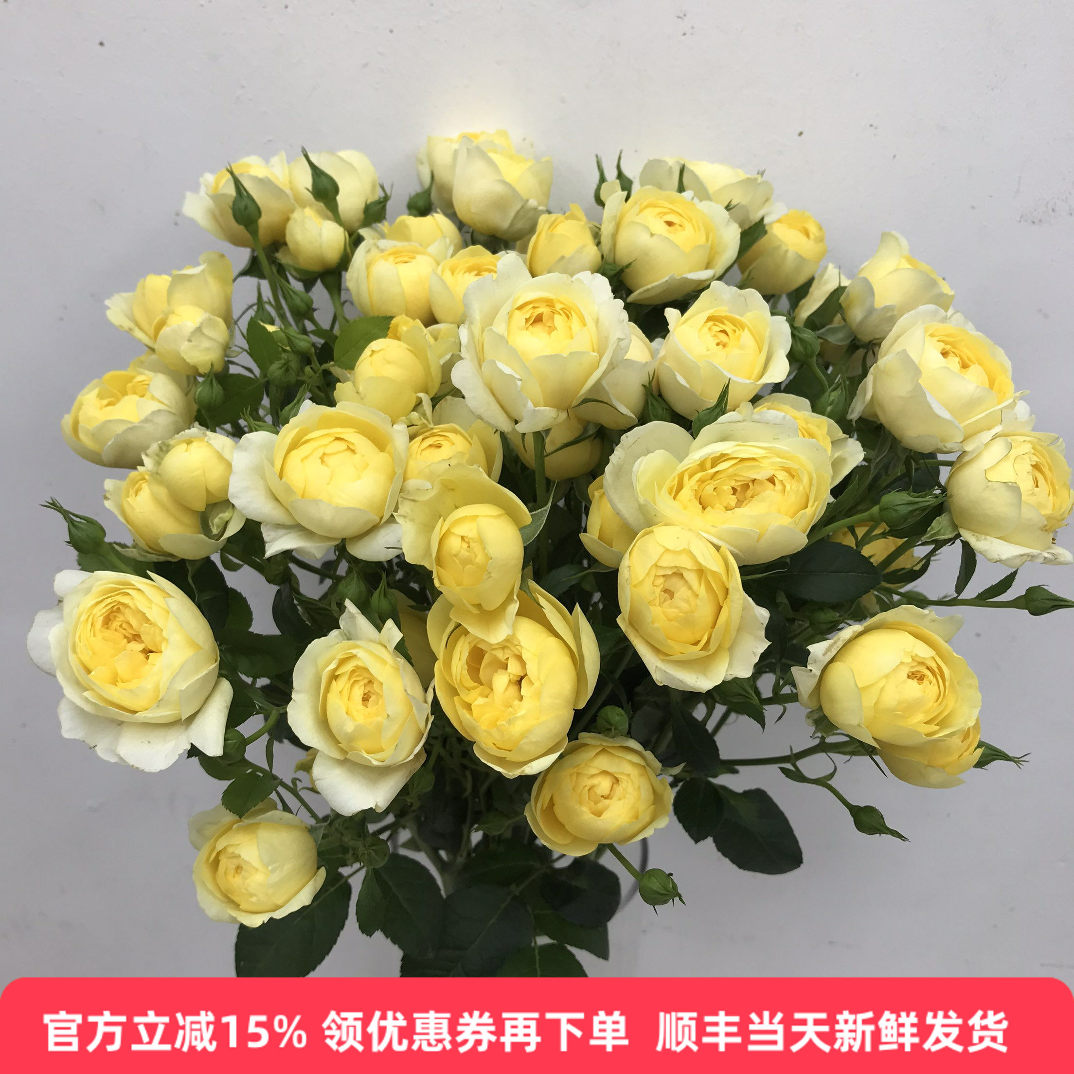 奥斯汀蜜柚汁蔷薇鲜切花家庭鲜花