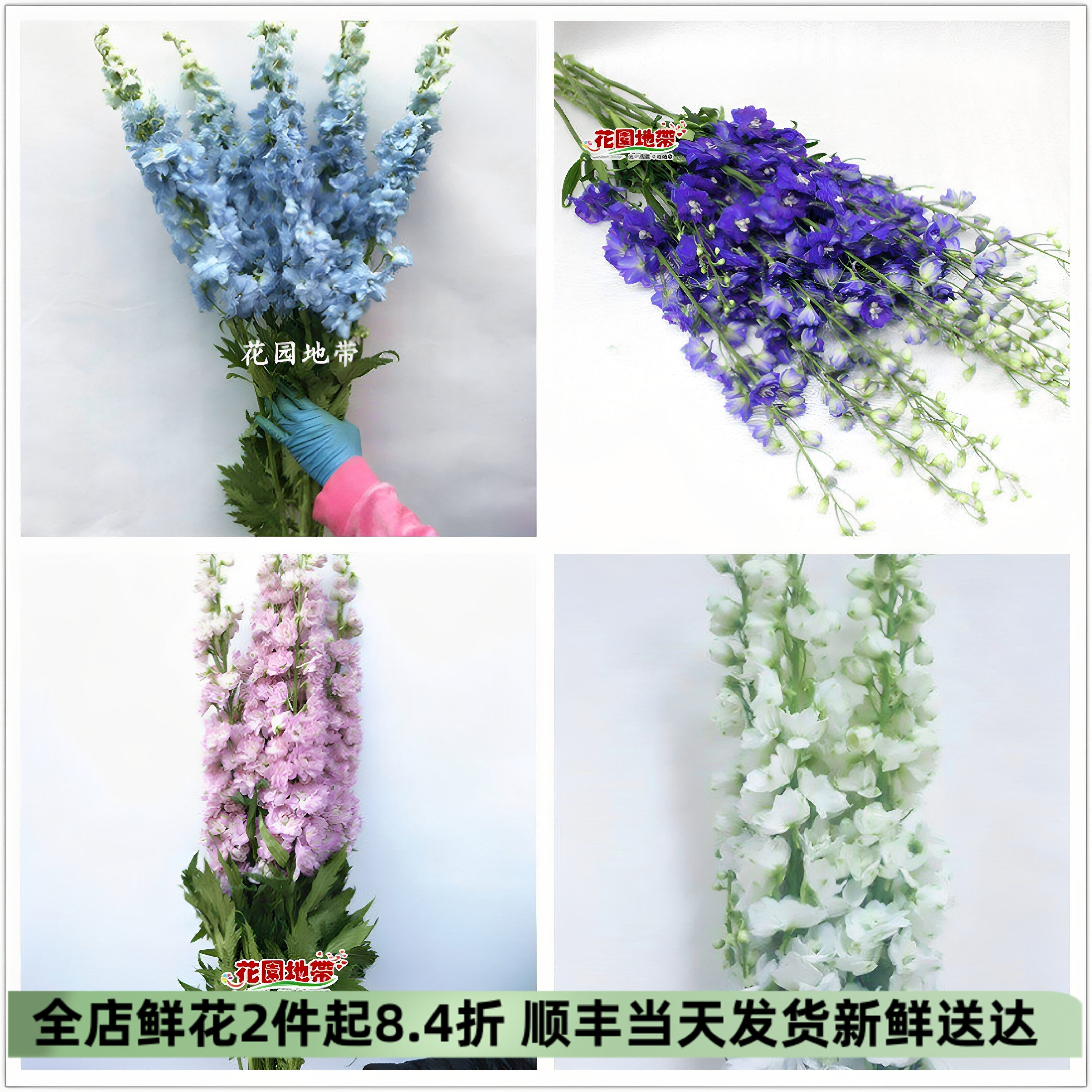 进口大花惠兰大飞燕北京同城速递