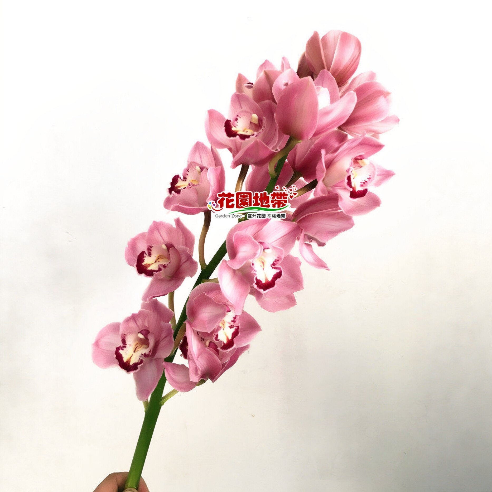 轻奢花艺进口大花蕙兰水培鲜花