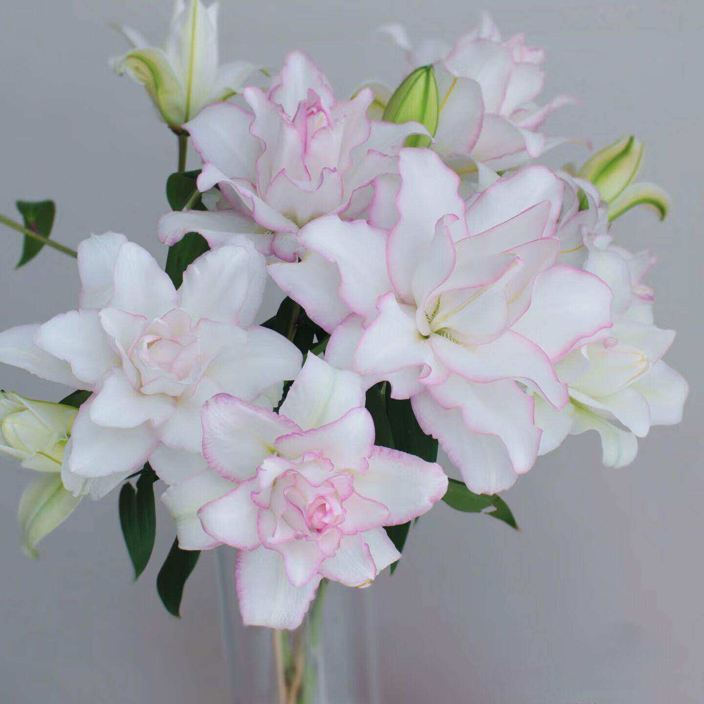 冰美人百合多头重瓣香水百合优选鲜切花家用水培插花生日鲜花同城