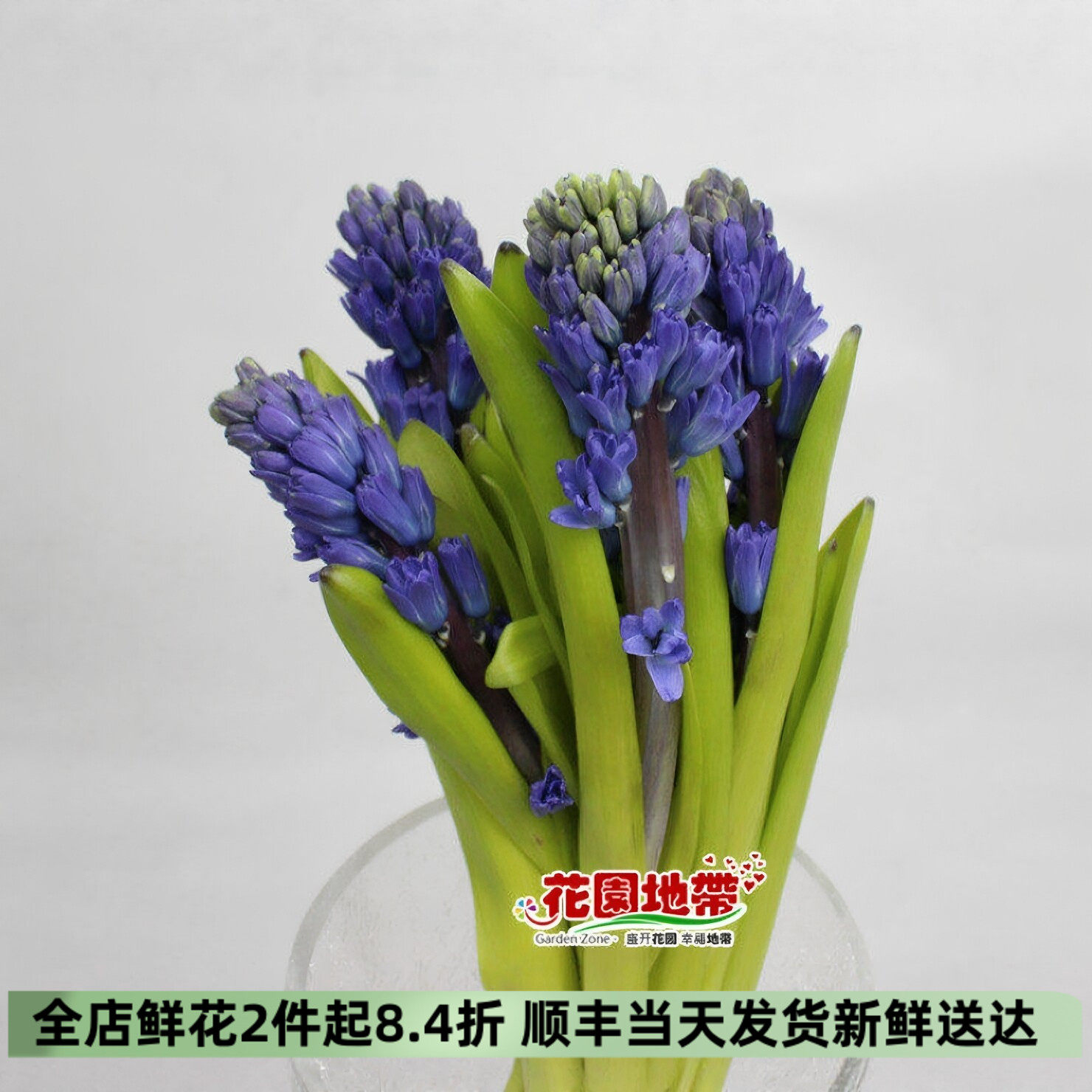 进口风信子5枝水培香薰同城速递