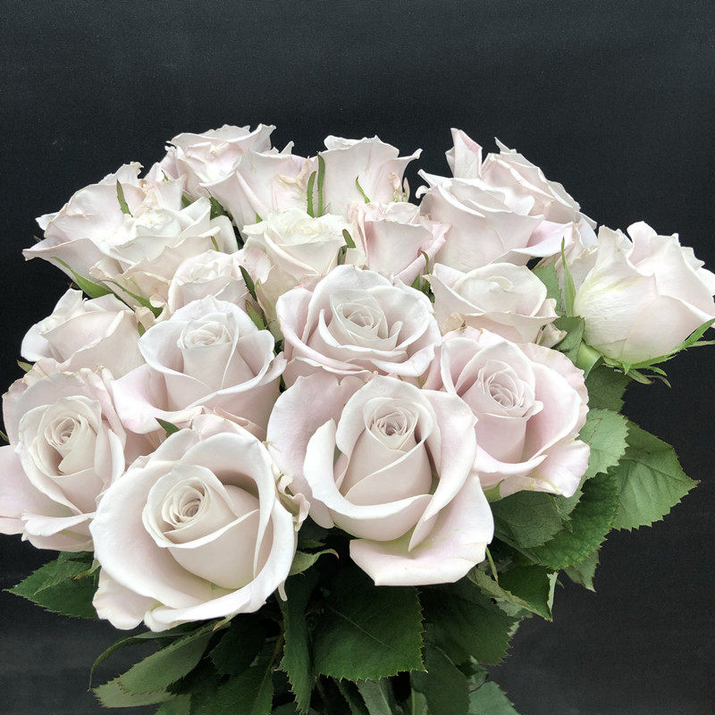 曼塔玫瑰花冷色水养家庭花卉生日爱情礼物情人节北京同城鲜花速递