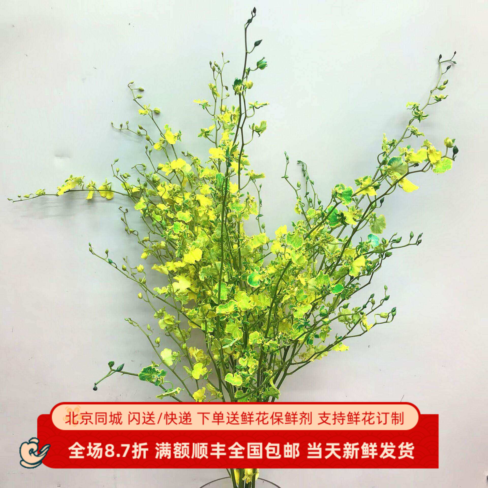 文心兰鲜切花水培花展厅摆花染色跳舞兰鲜花婚庆配花北京同城速递