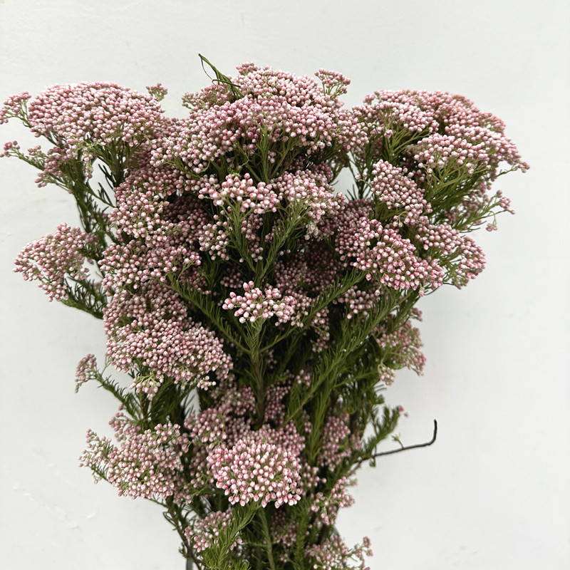 小米花水培植物鲜切花可风干永生花装饰家庭插花北京同城鲜花速递