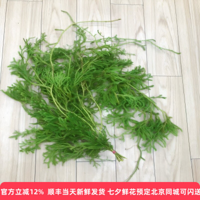 过山龙鲜切花线条水养插花婚礼花