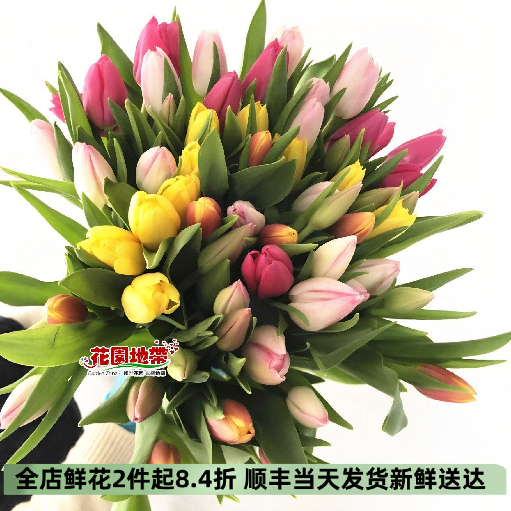 郁金香水培好养北京同城顺丰速递