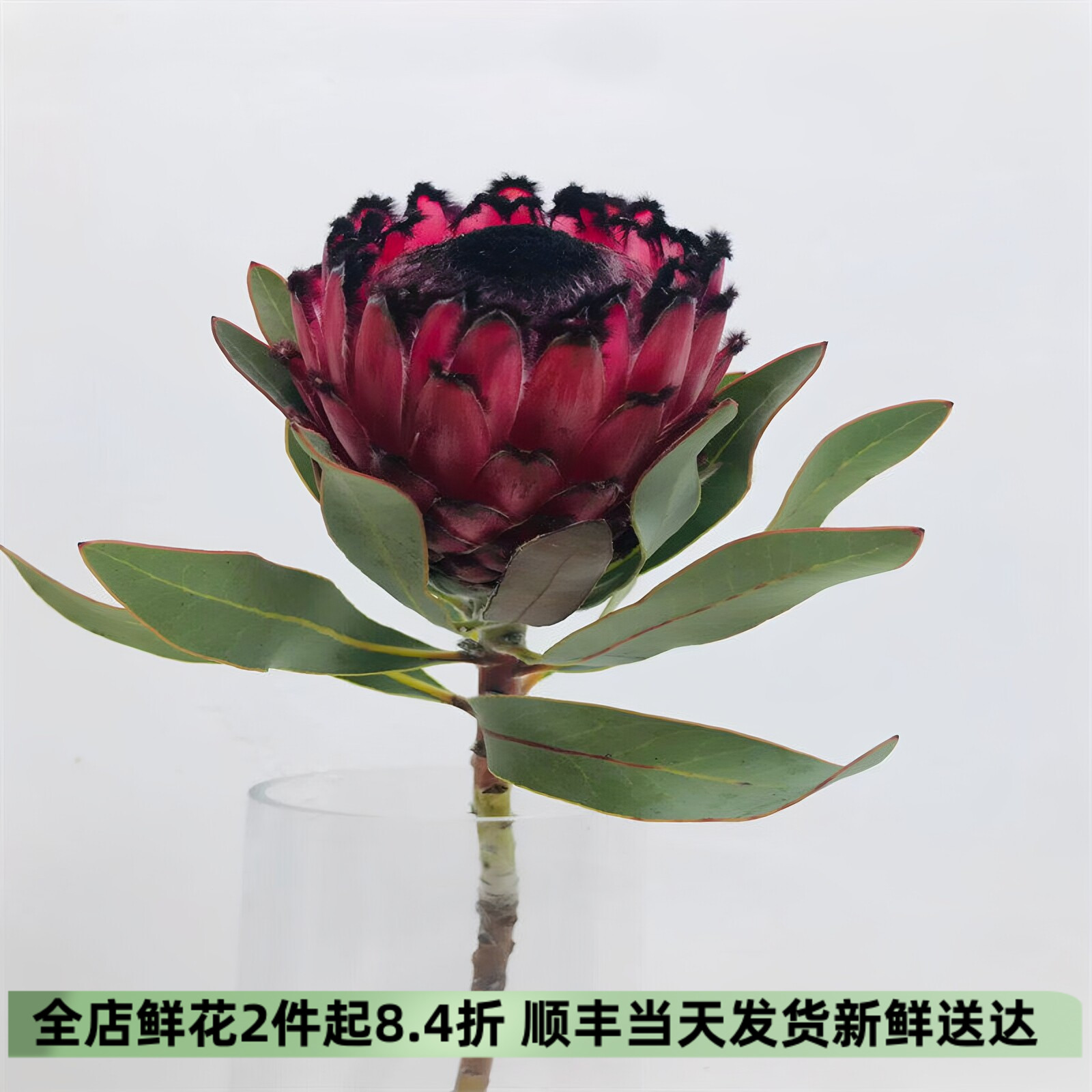 南非进口帝王公主水培鲜切花长花