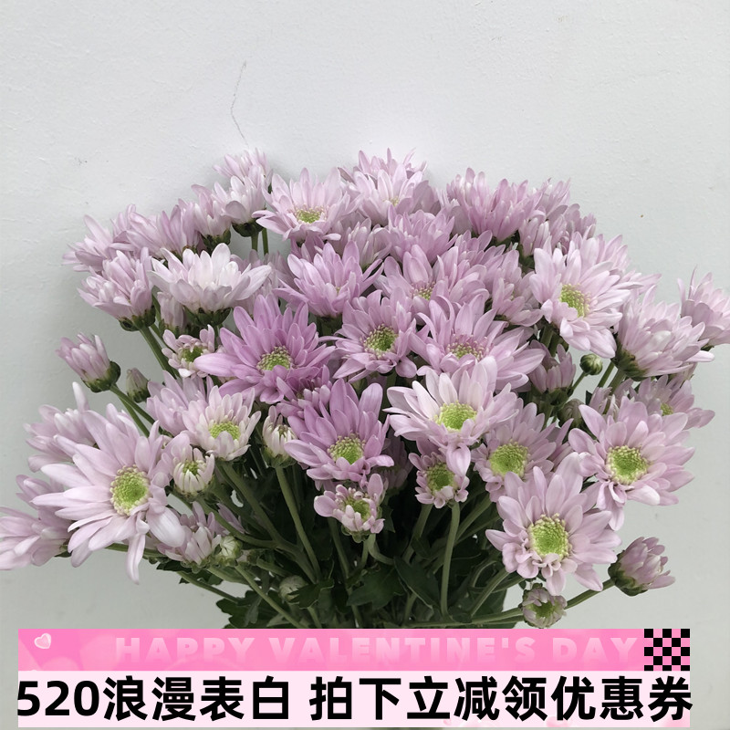 浪漫粉樱花雏菊 多头小菊鲜花水培家庭插花生日爱情礼物北京速递