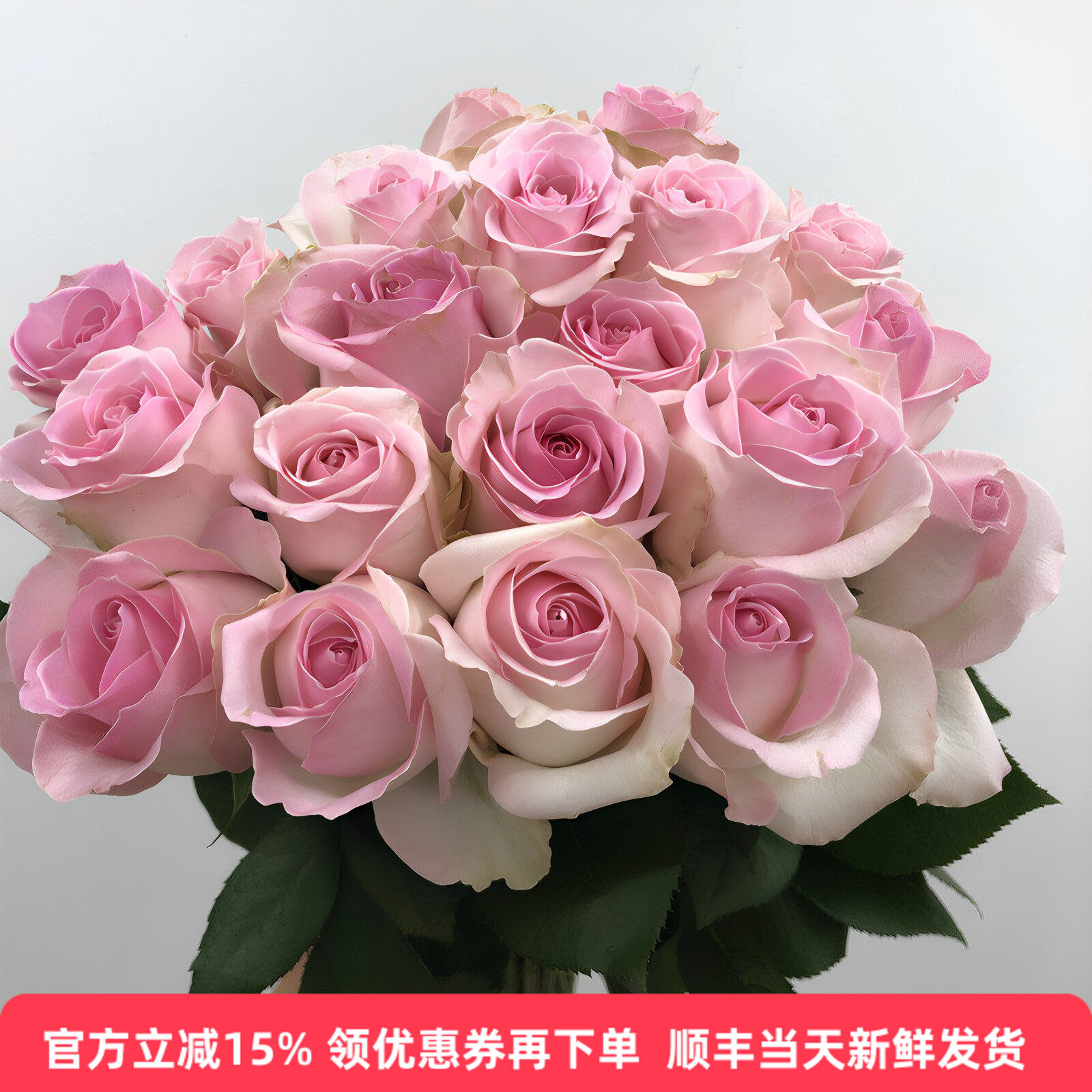 桃红雪山玫瑰水养家庭办公室生活插花情人节生日爱情礼物鲜花速递