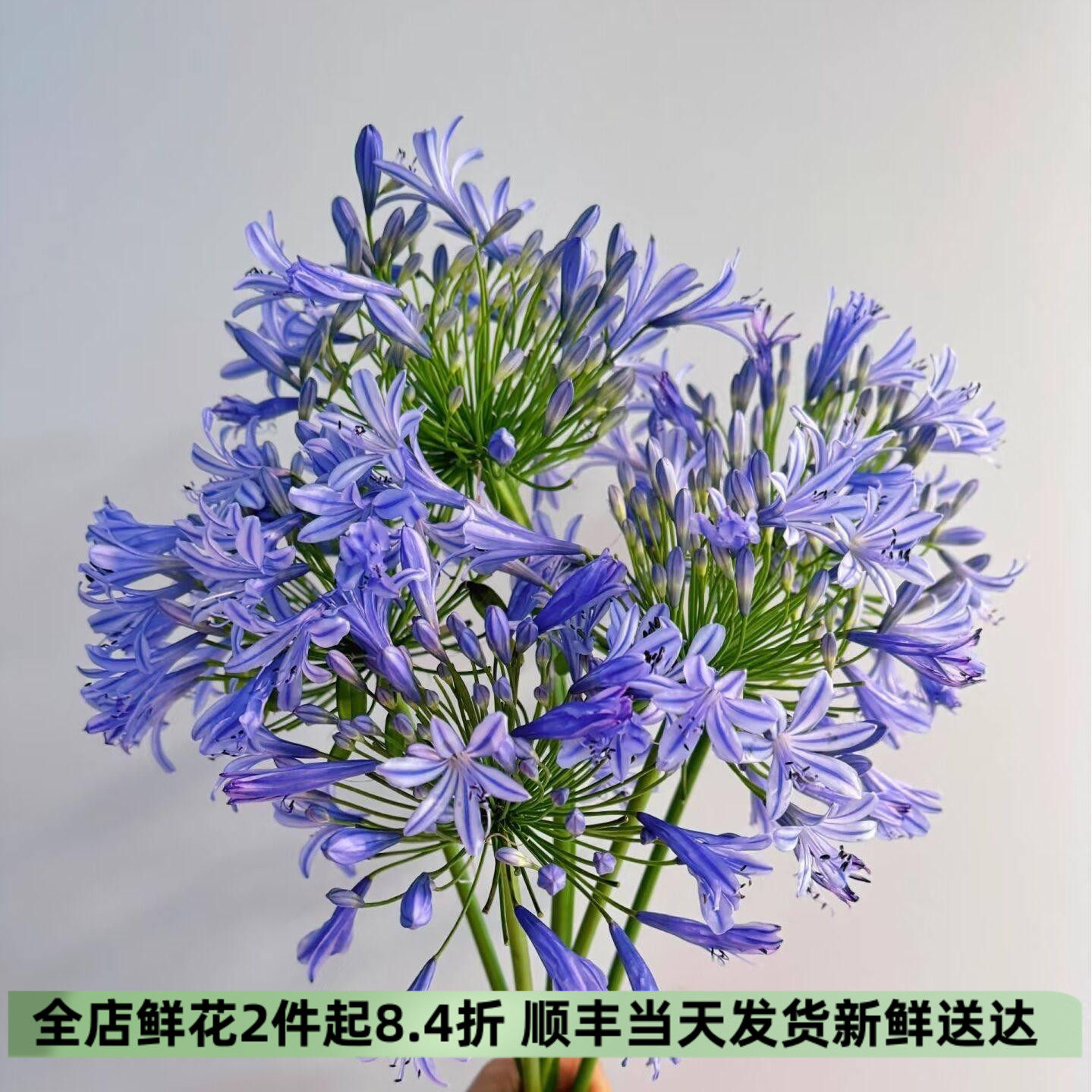 百子莲爱情花轻奢水培七夕速递