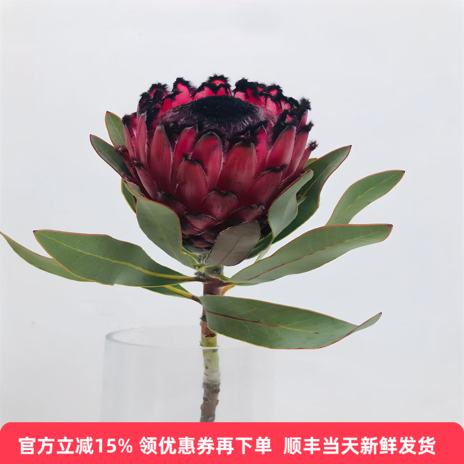 南非进口帝王公主水培鲜切花长花