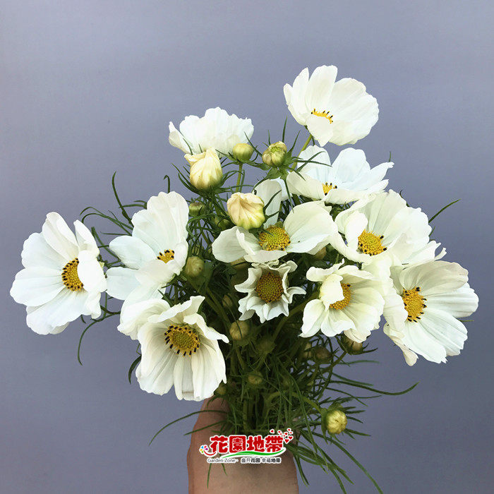 魅力 多色格桑花 娇柔花卉 高雅气质 娇弱 一扎10朵 北京鲜花速递